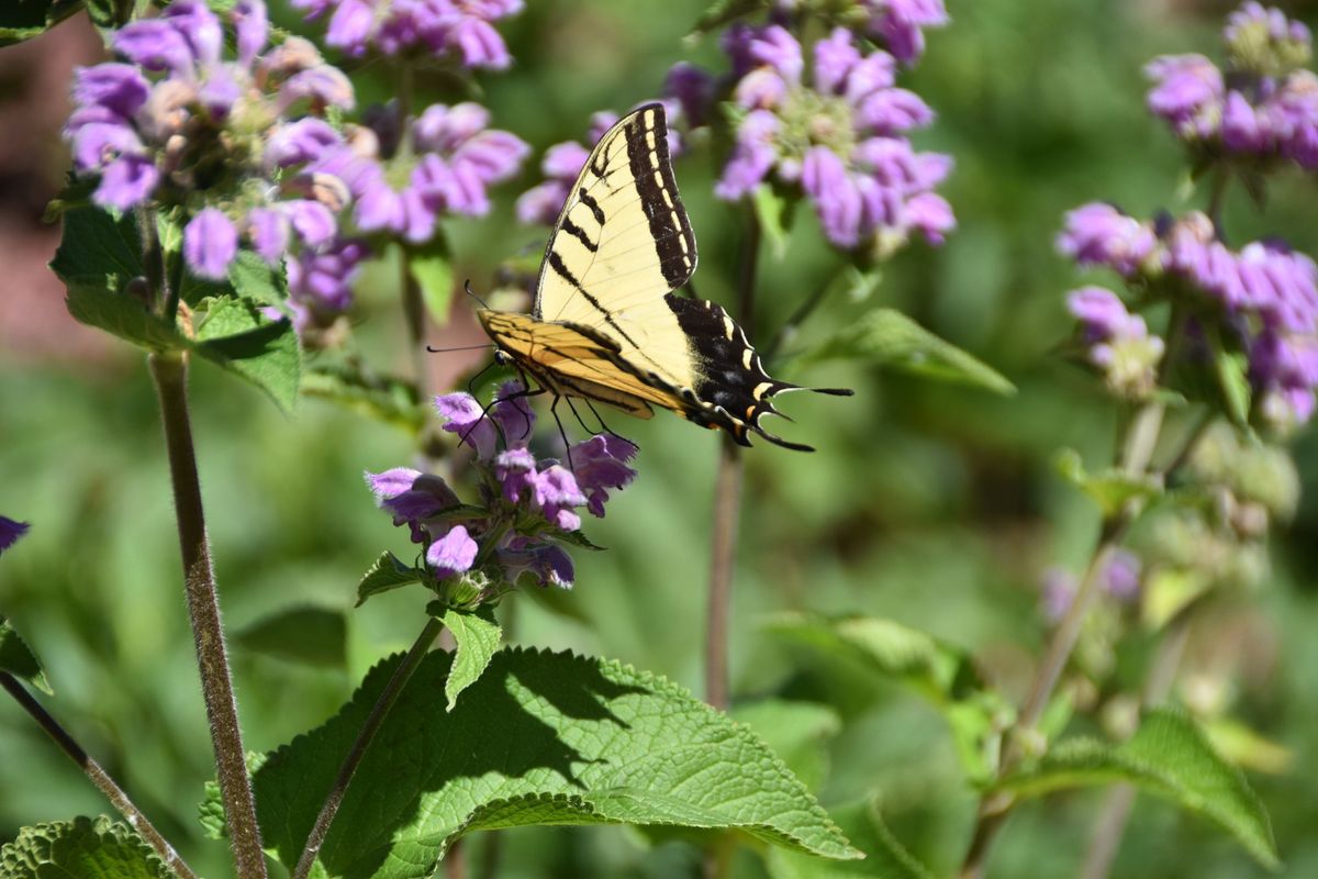 Kids' Pollinator Workshop