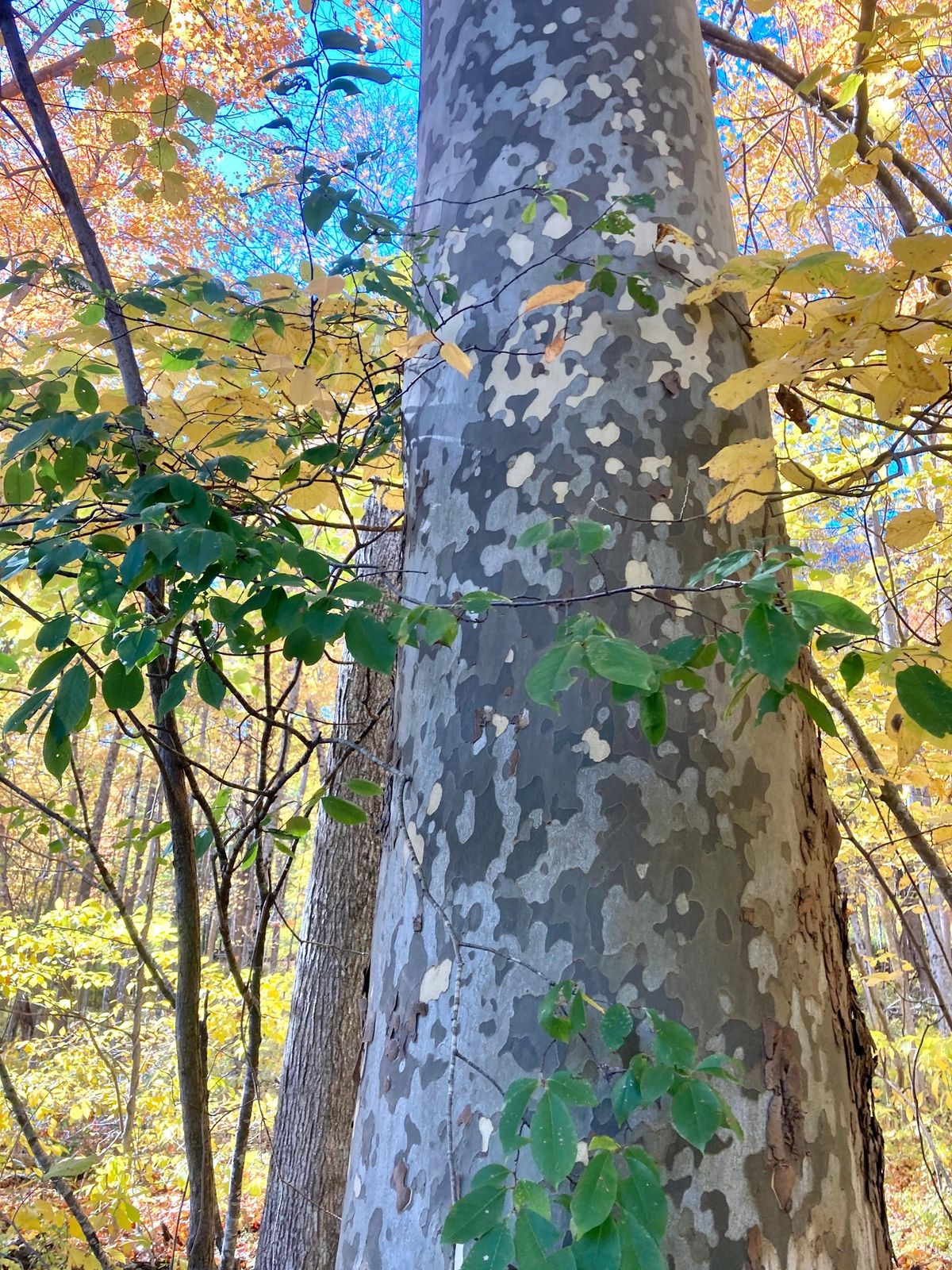 Tree ID Walk: Bark, Leaves and Seeds