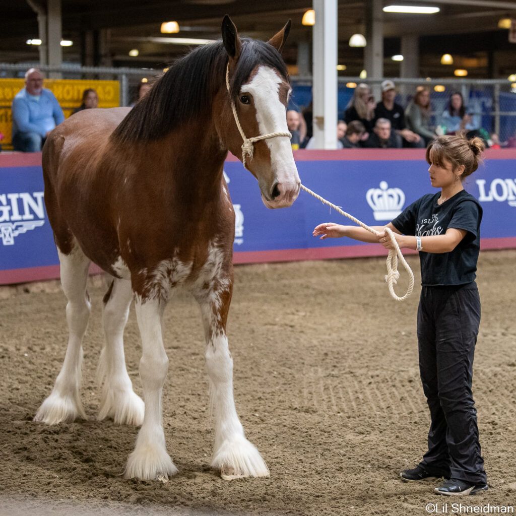 The Royal Rodeo Finals Round Presented By Ontario Ford Dealers