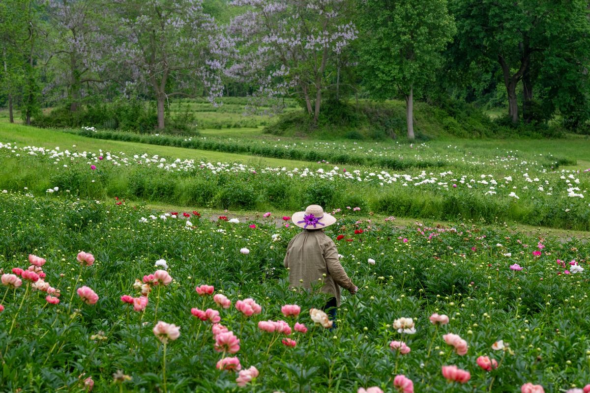 7th annual Festival of the Peony Chadds Ford PA 