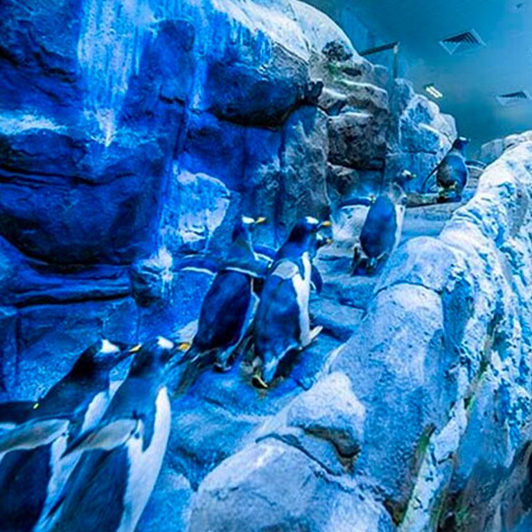 Dubai Aquarium and Underwater Zoo with Penguin Cove Ticket