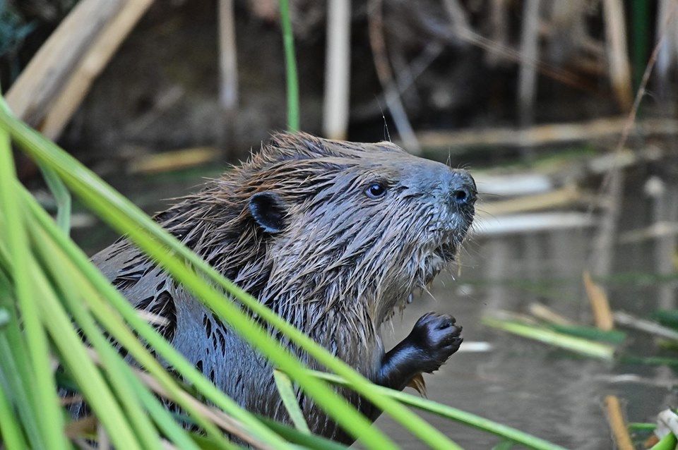 Beaver Moon Walk