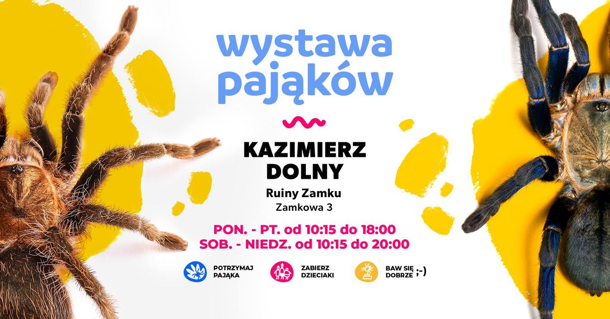 \ud83d\udd77\ufe0f Wystawa Paj\u0105k\u00f3w w Ruinach Zamku \ud83c\udff0 w Kazimierzu Dolnym! CODZIENNIE OD 10:15 