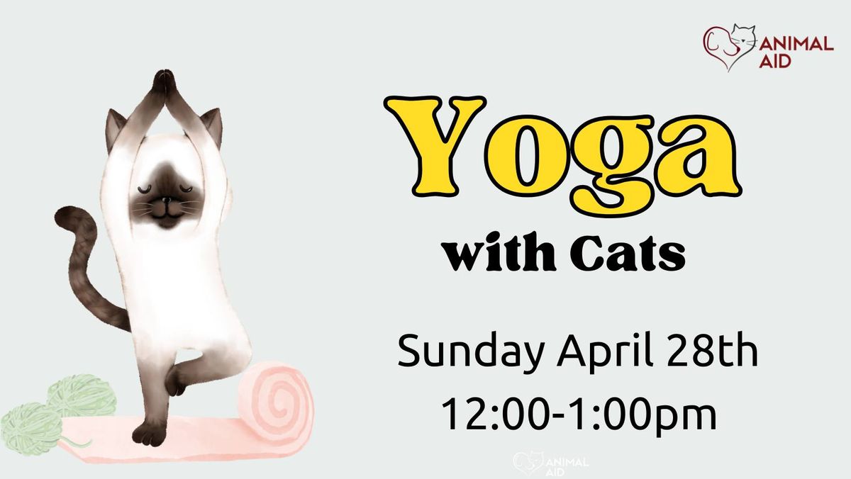 Yoga With Cats 
