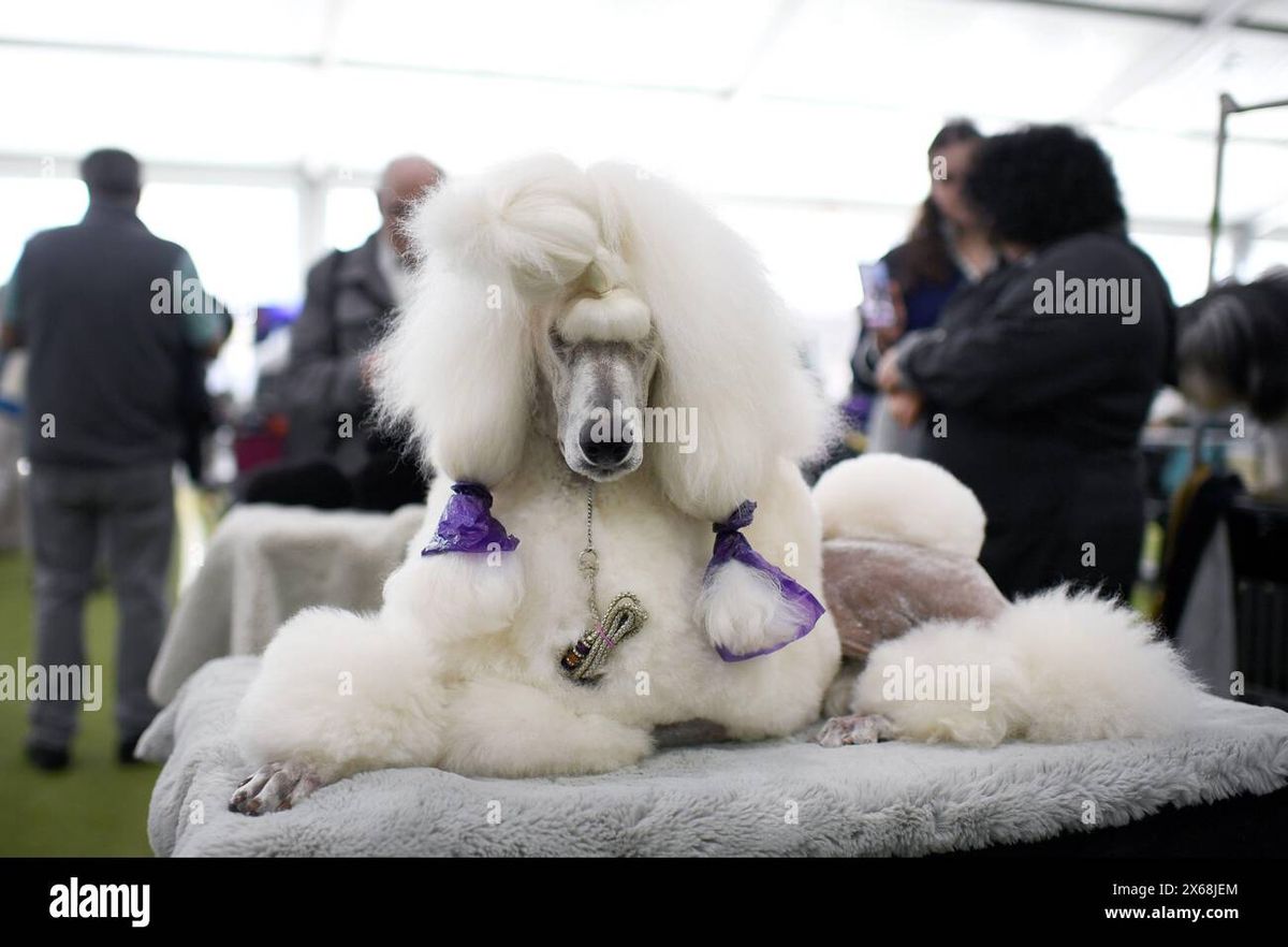 Westminster Kennel Club Dog Show: Day 1 - New York