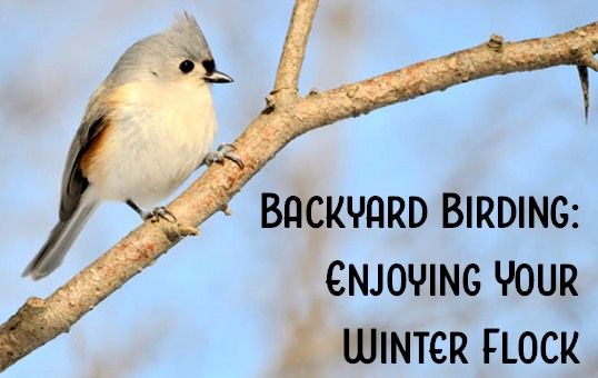 Backyard Birding:  Enjoying Your Winter Flock