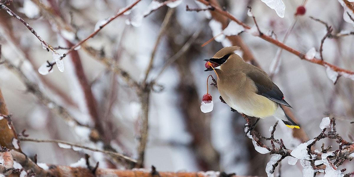 Knox Farm Christmas Bird Count