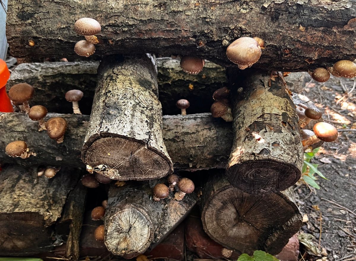 4th Annual Shiitake Mushroom Log Workshop 