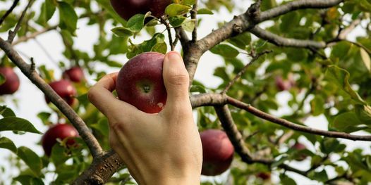 Fruit Tree Pruning Workshop with The Hidden Orchard & Food Is Free Inc.