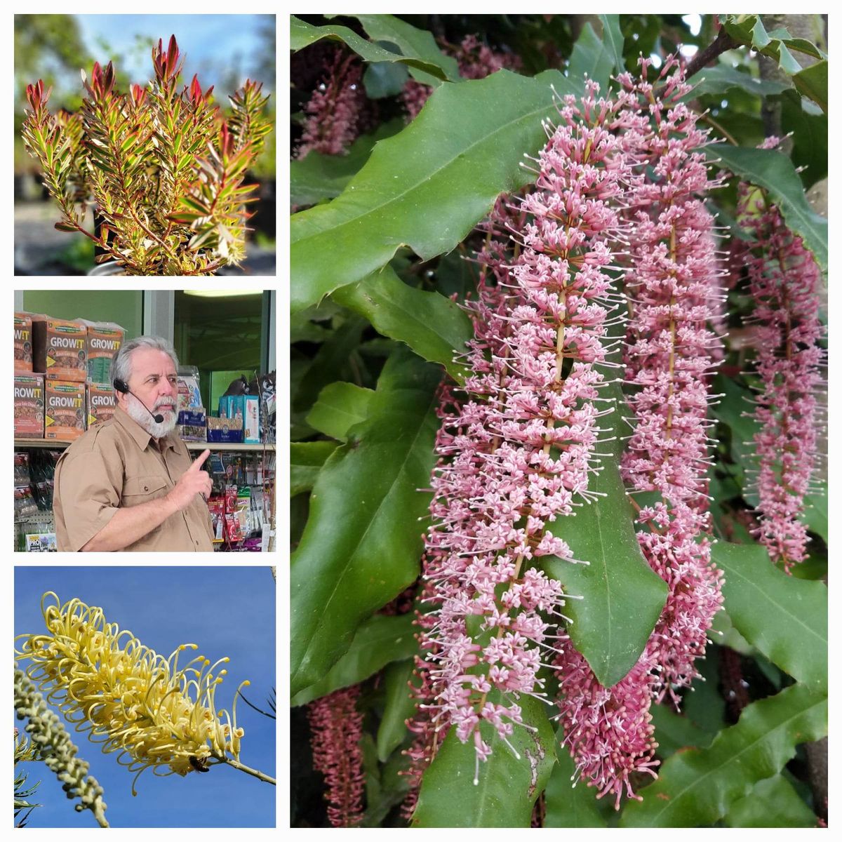 POWAY:  Proteaceae with John Clements