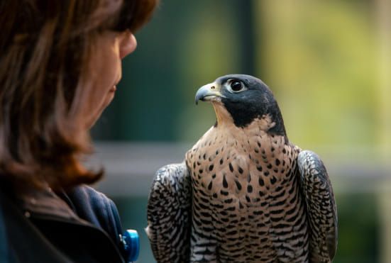 Peregrine Falcons Live with Jackie Fallon