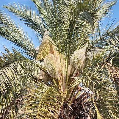 Greater Phoenix Date Palm Association
