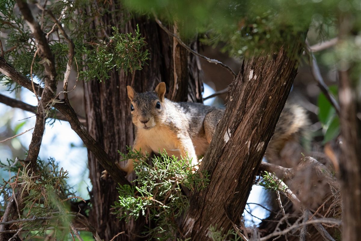 4th Saturday Nature Walk: Wildlife of Phil Hardberger Park