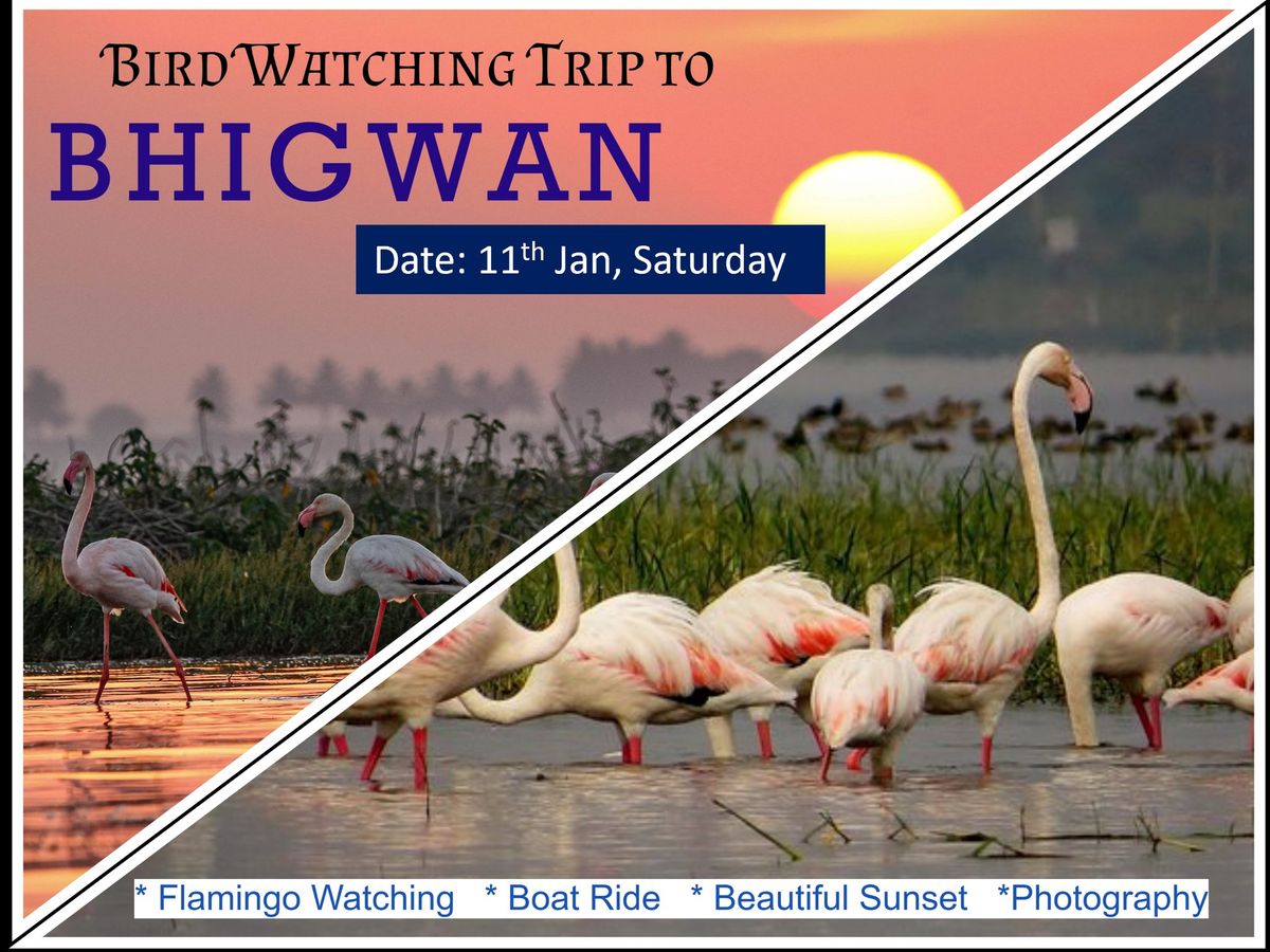 Flamingo Bird Watching Trip to Bhigwan