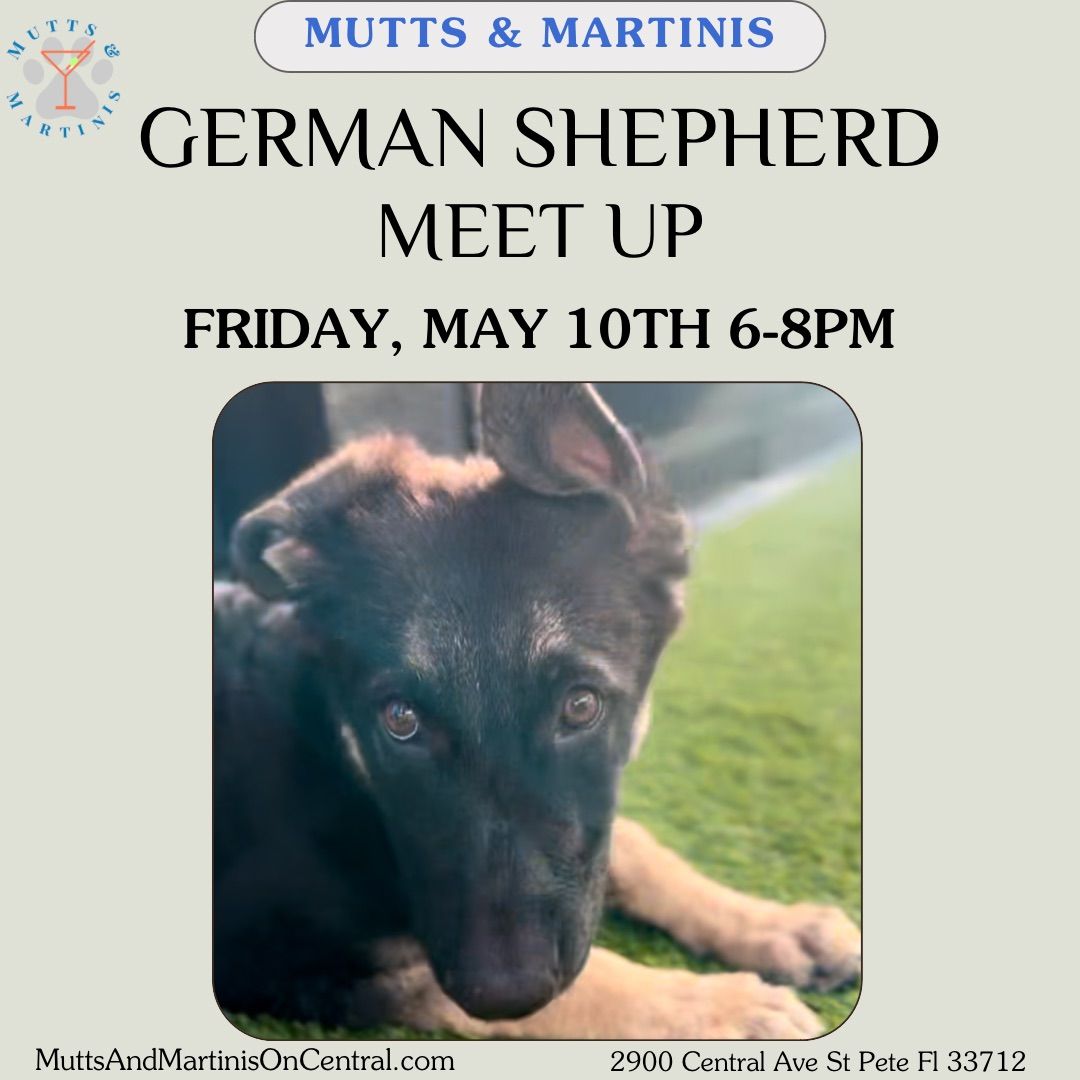 GERMAN SHEPHERD Meet Up!!