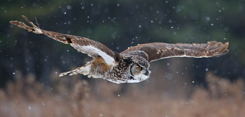 Owl Prowl