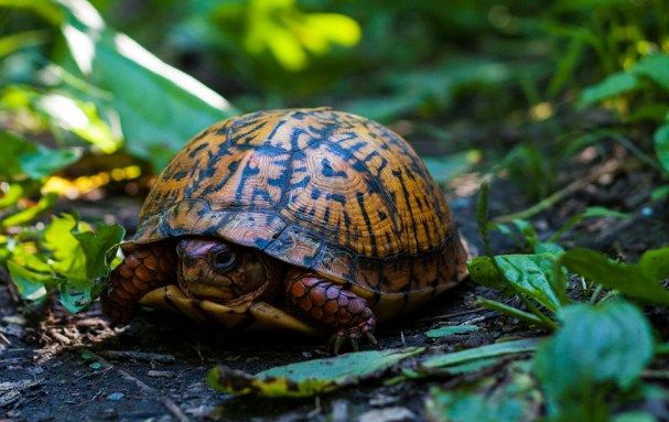 Trail Animals: Habitat Haven Trail with Turtles  