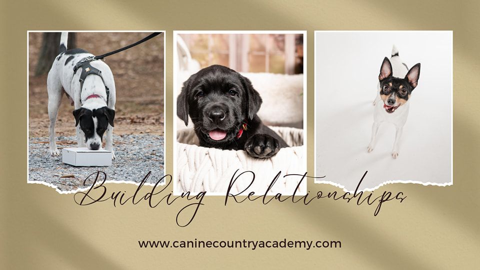 Holiday Hounds Photo Sessions with CM Bryson Photography