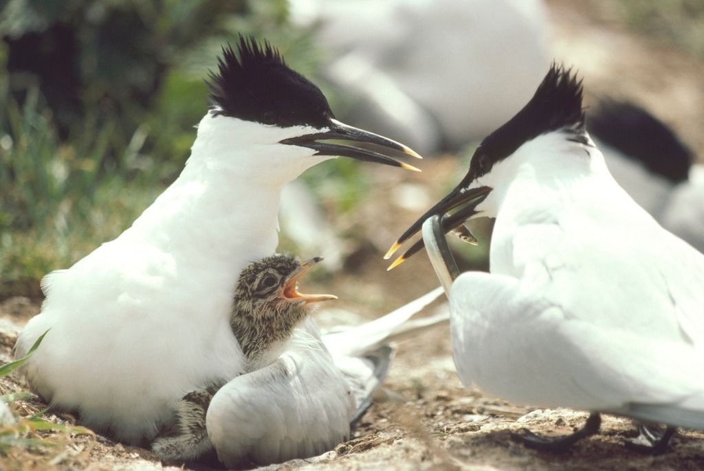 Coach trip to RSPB Pagham Harbour, West Sussex