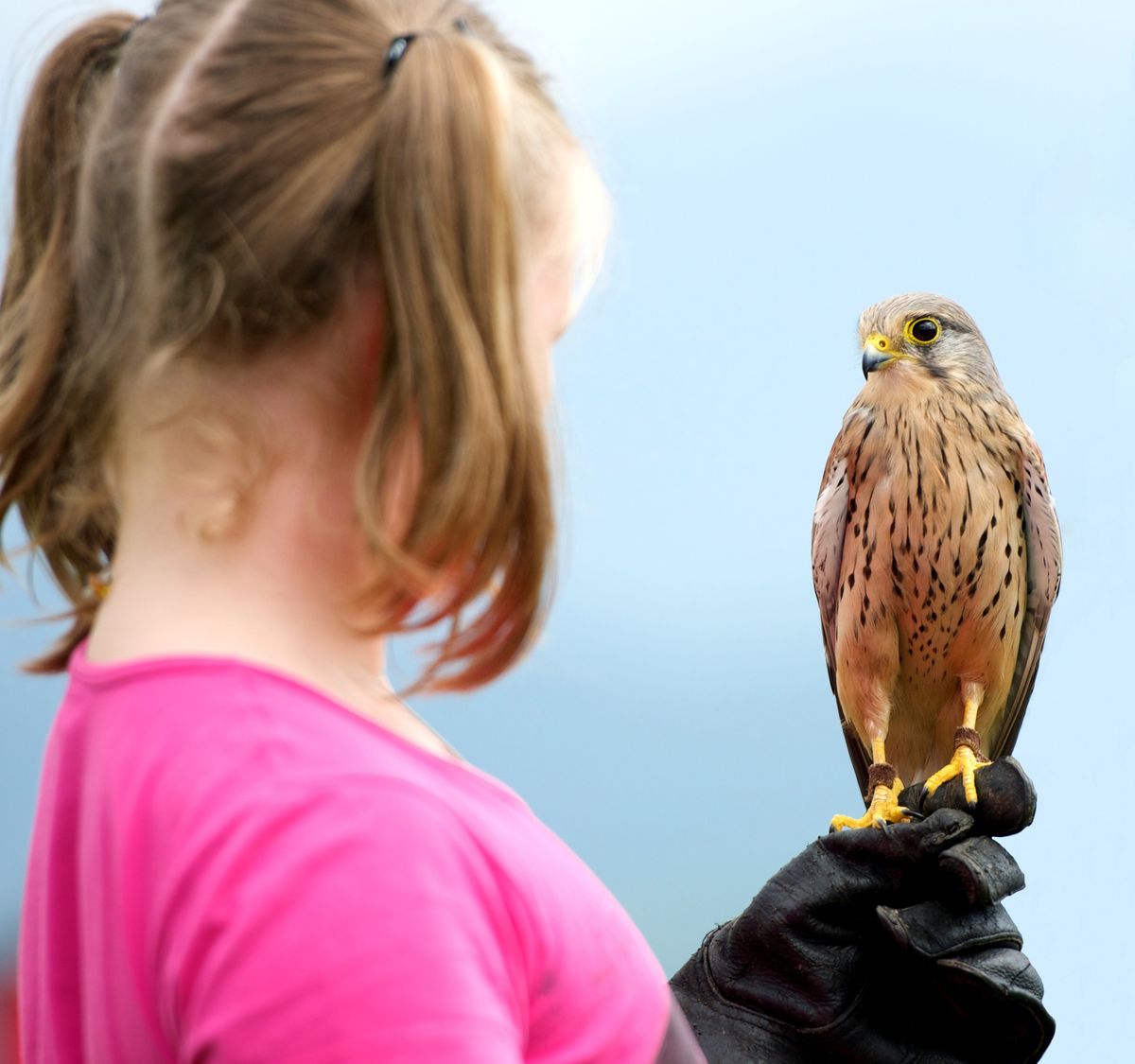 Home Educated Bird of Prey Day