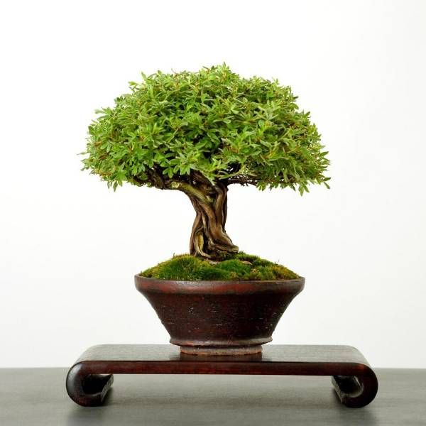 The Art of Bonsai - Spring Session