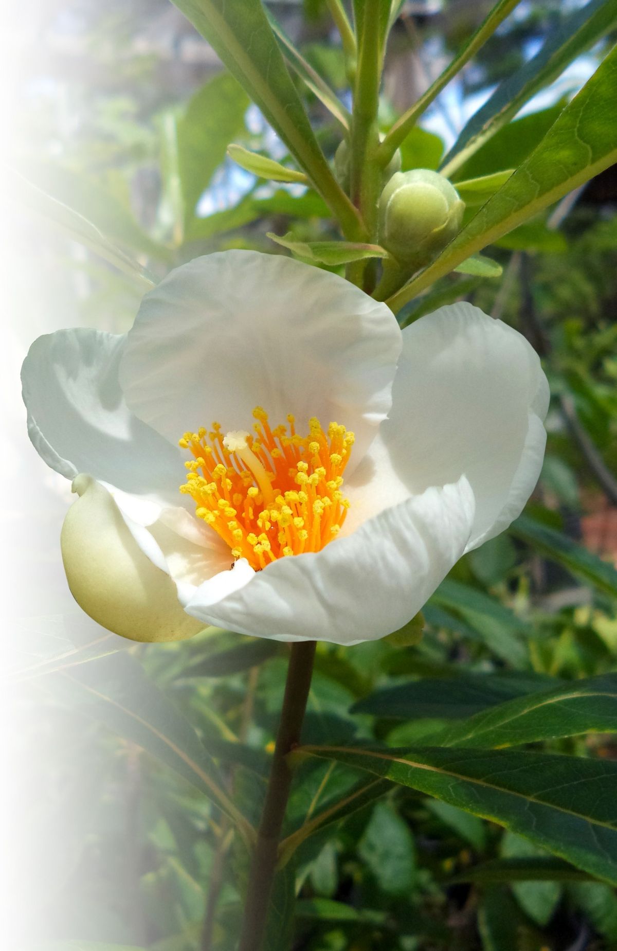 Surviving Extinction: the Mystery and Majesty of Franklinia