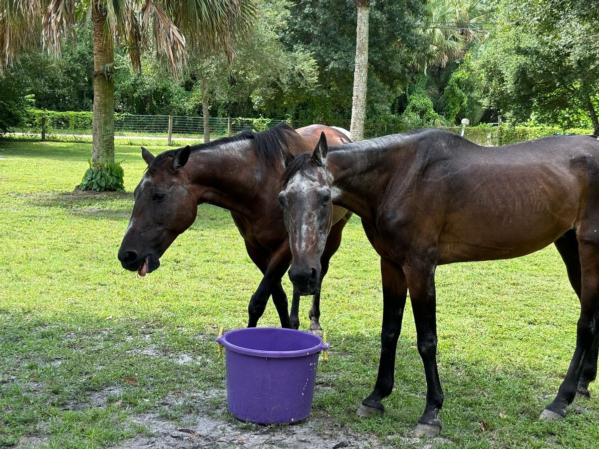 Jupiter Farms Holiday Chili Cook Off to Benefit Nature Speaks, Inc.