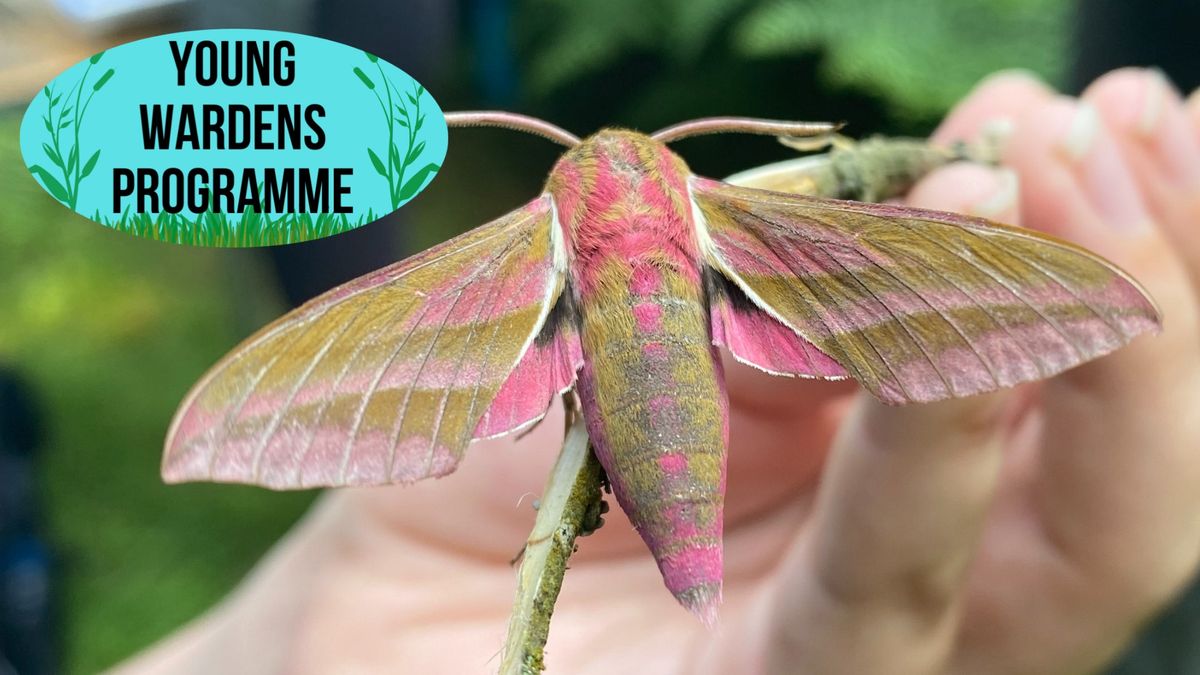 Young Wardens Programme: Bio-Blitz at the Avalon Marshes Centre