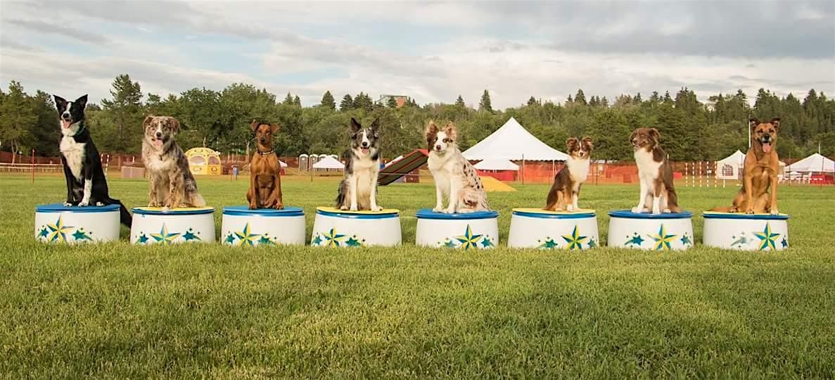 Training Class - Hollywoof!