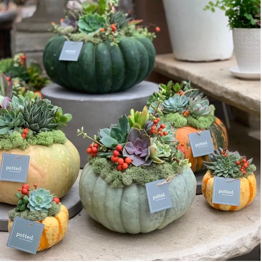 SOLD OUT: Pumpkin and Succulent Arrangement Workshop