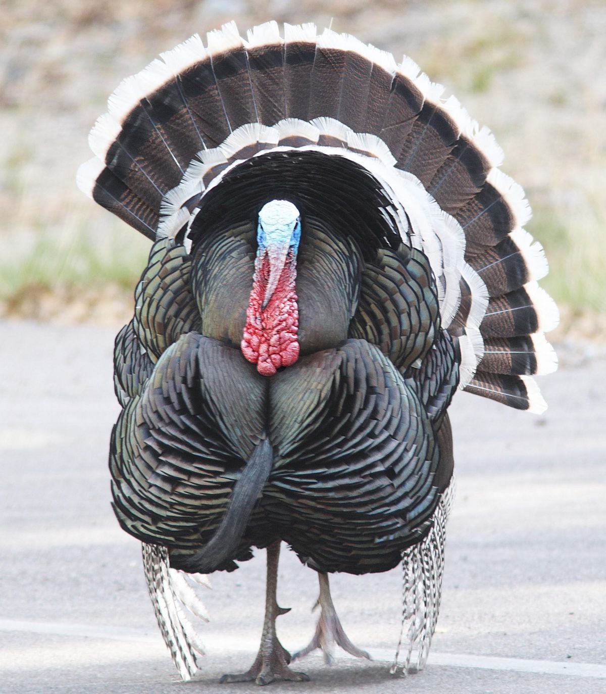 Spring Turkey Walk