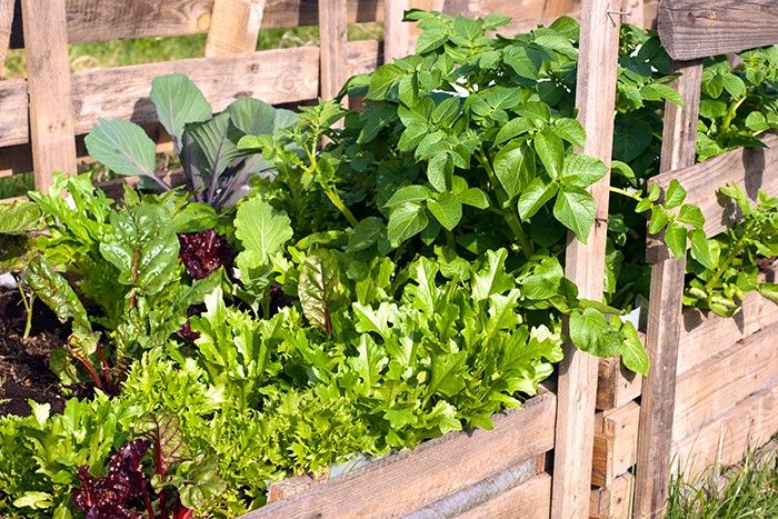 Organic Vegetable Gardening for Beginners class