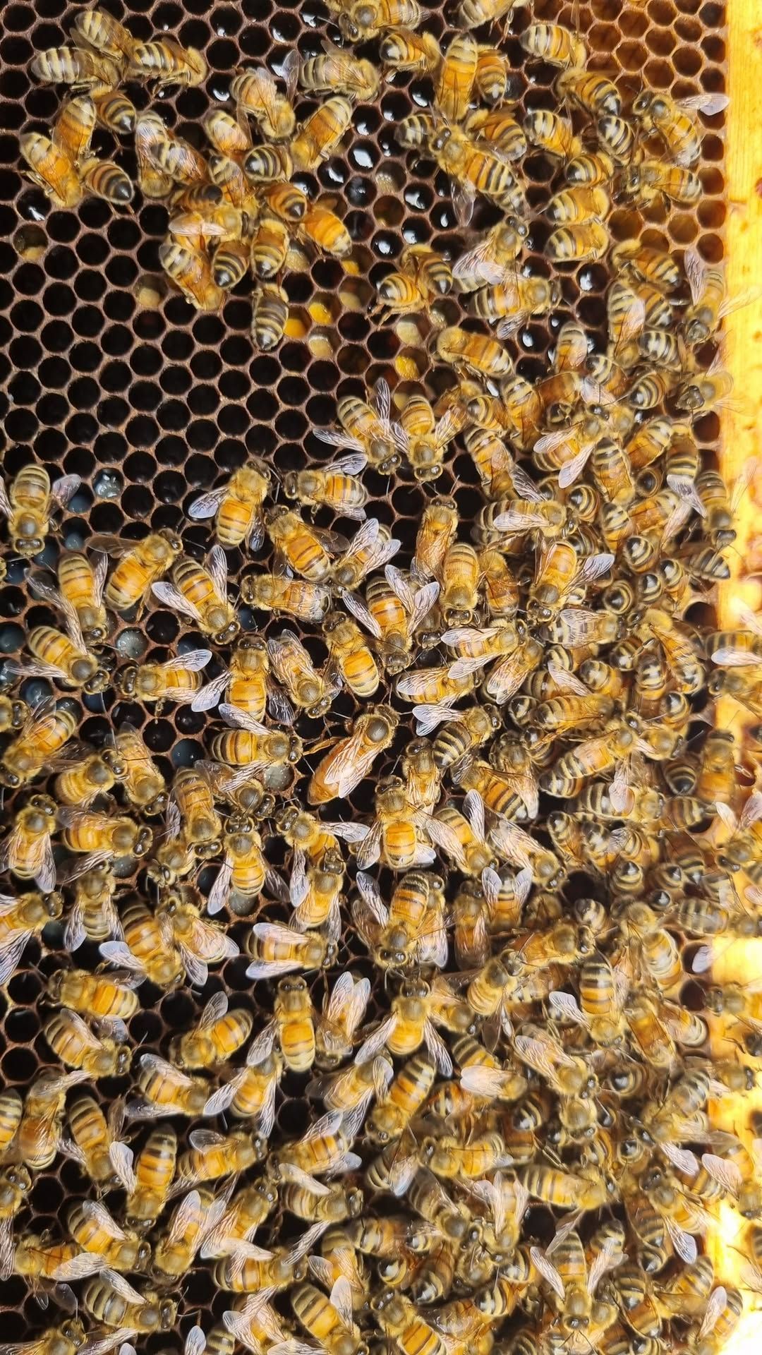 Training Apiary Inspection - Queen finding and marking