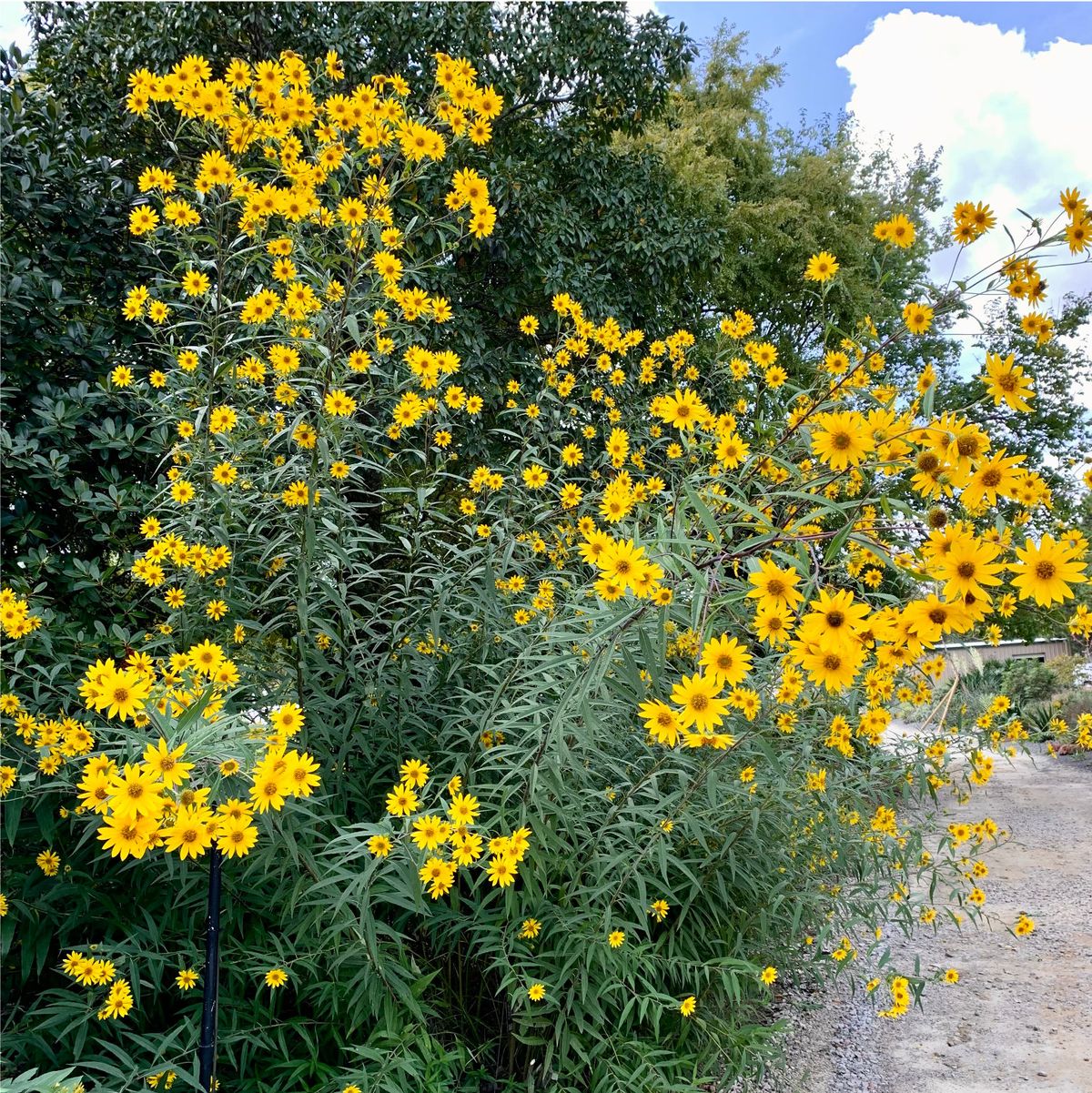 North American Fall Natives