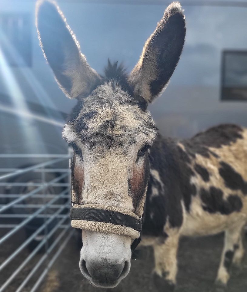 A Celebration of Christmas: Donkey Rides