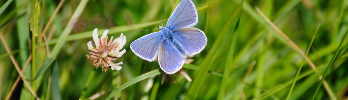 Wilder Kent Safari: Chalk Downland Butterflies