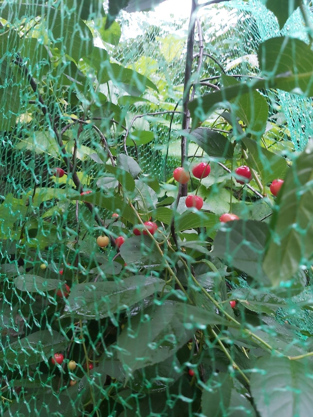 Kriekenboomverdeling \/\/ Distribution d'Arbres Griottes