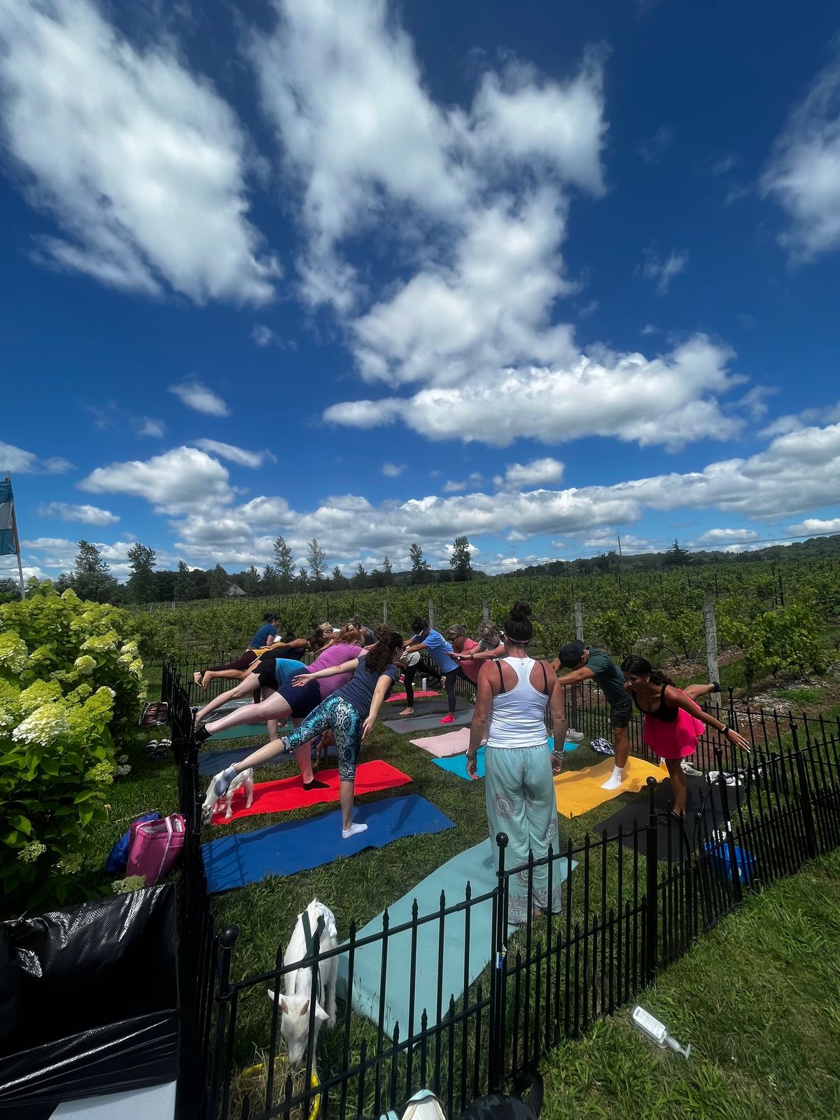 Hopewell Valley Vineyards Baby Goat Yoga Bah-maste