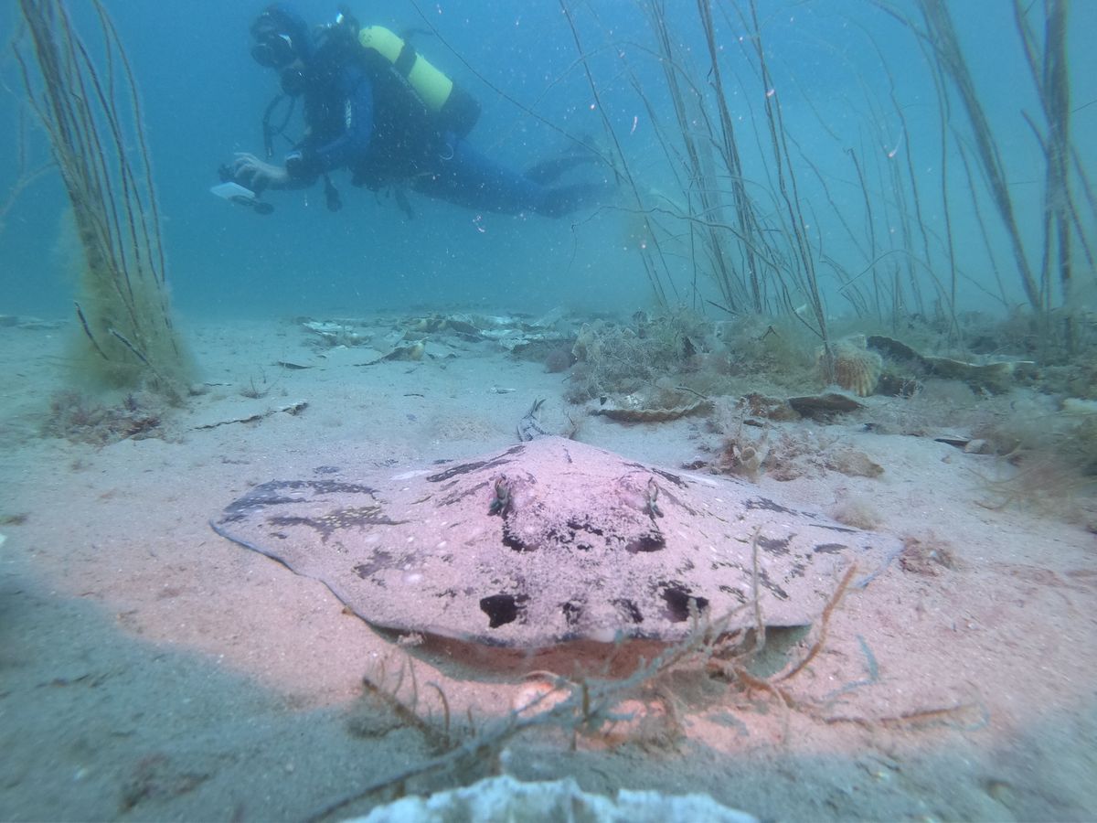 open water course ( Learn to scuba dive) 