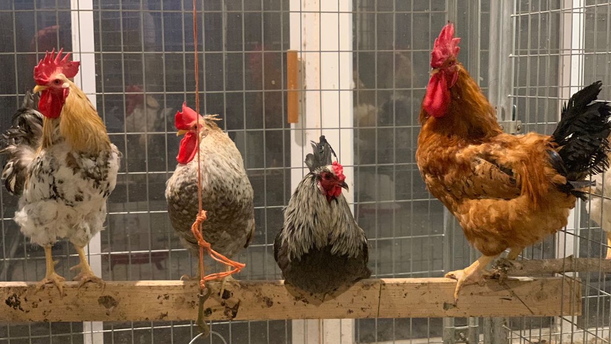 Dedication of Shelly's Chanticleer House at Tribe Animal Sanctuary