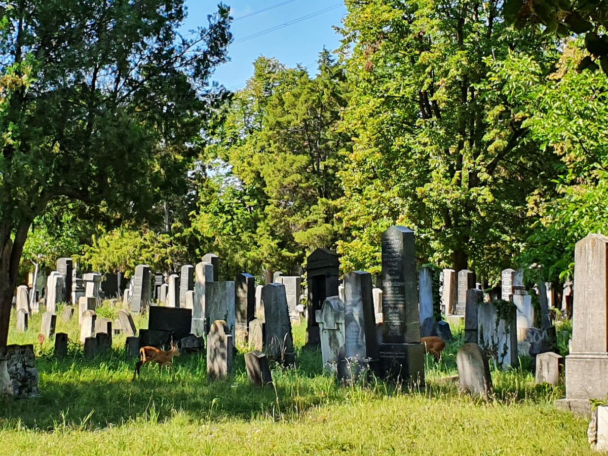 Wiener Zentralfriedhof Wanderf\u00fchrung (ca. 5h) 