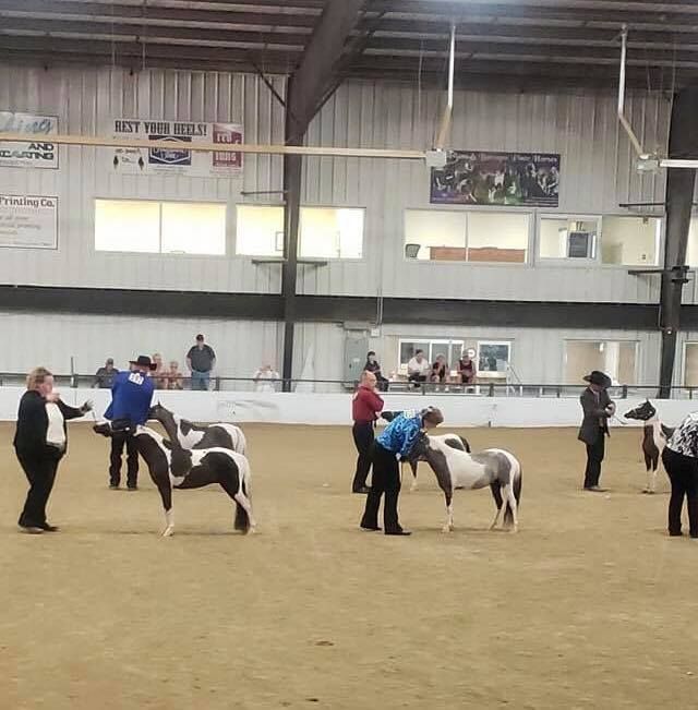 American Miniature Horse Eastern Regional Show