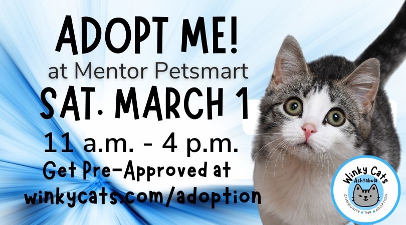 Winky Cats Adoption Event March 1, 2025 at Mentor Petsmart