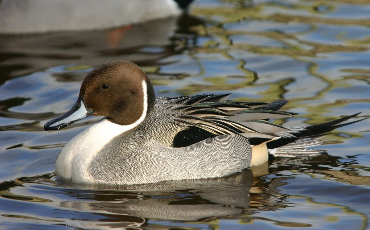 January 2025 Winter Bird Walk - Llangasty