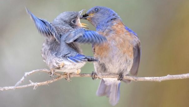 Nelda Swiggett Quintet  \u201cFor the Birds\u201d