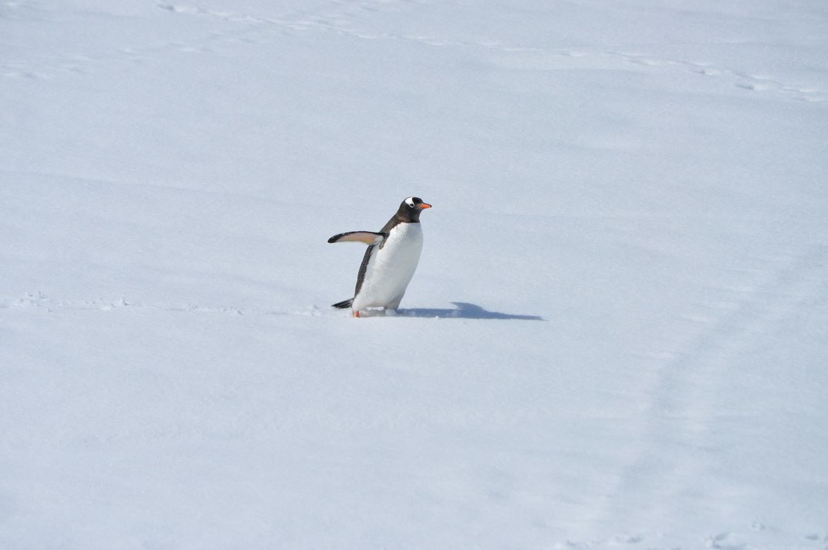 Antarctica Day at Rock Road Library