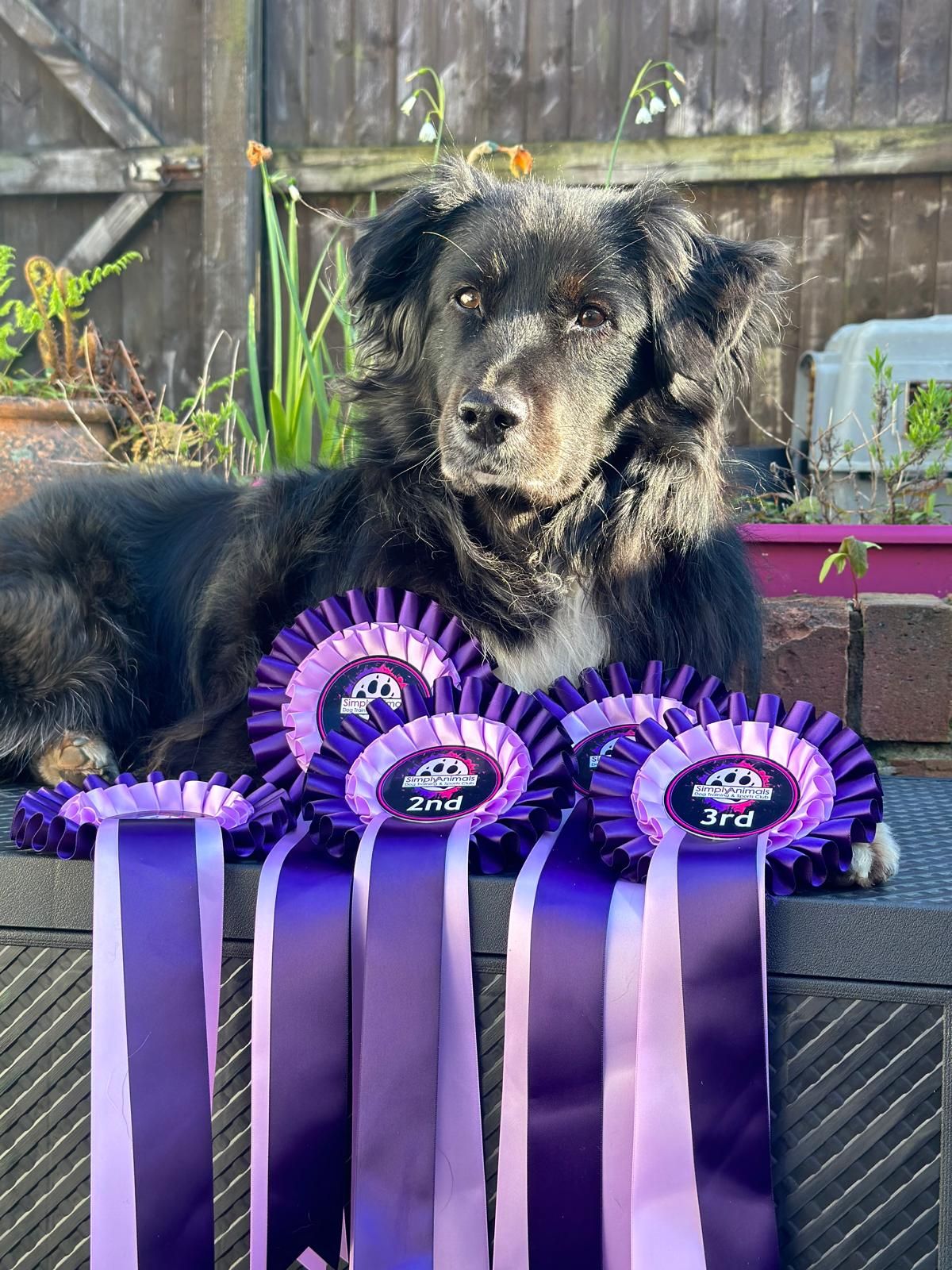 SA Rally and Obedience show 