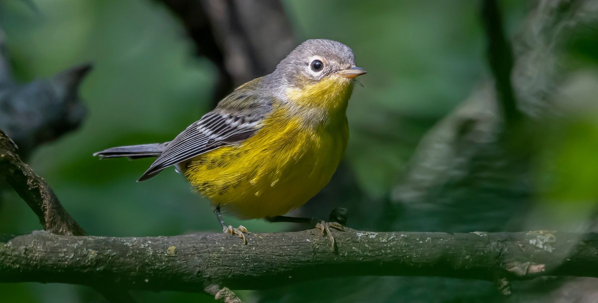 Fall Bird Walk