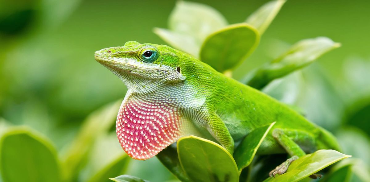 Weekend Wildlife - The Green Anole (Anolis carolinensis)