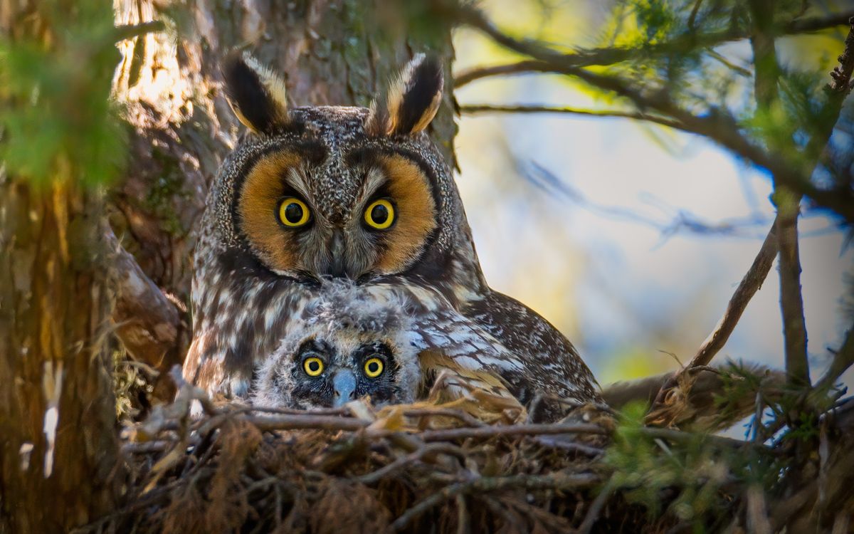 Superb Owls